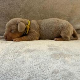 Puppy 3 - Fawn (isabella) and tan male Dachshund puppy in Riverside, California from Saddle Up Dachshunds