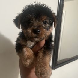 Woodstock - Black and tan male Yorkipoo puppy in Shelby, North Carolina from Precious pups dynasty kennel