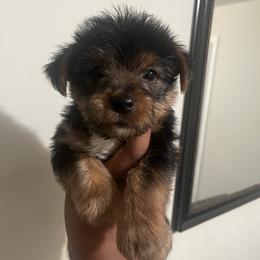 Woodstock - Black and tan male Yorkipoo puppy in Shelby, North Carolina from Precious pups dynasty kennel