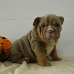 Yellow collar girl 6000 - Fawn female Bulldog puppy in Lewisberry, Pennsylvania from Salted Rim Corgis