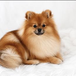 Pomeranians from Kaleys Poms