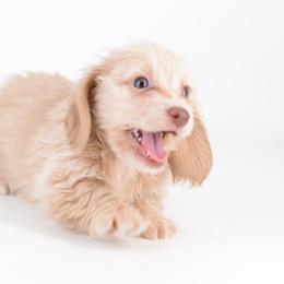 Giddy -- FULL AKC Cream Silky - Cream female Dachshund puppy in Neosho, Missouri from A Walk In The Park