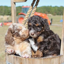 Aussiedoodle Puppies from Gore Doodle Ranch