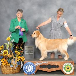 Babs - Golden Retriever