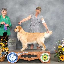 Babs - Golden Retriever