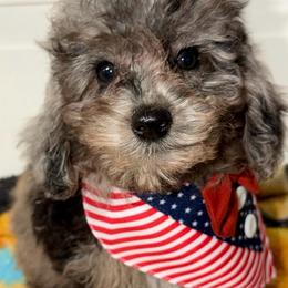 Magnolia - Blue Merle Color - Merle female Goldendoodle puppy in Beecher, Illinois from Erica’s Doodles