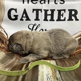 Boy 1 - Blue male German Shepherd puppy in Pelham, North Carolina from P & P Shepherds