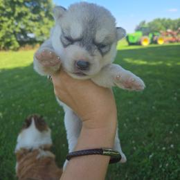 Titus - Gray and white male Siberian Husky puppy in Bingham, Illinois from Siberian Instincts Kennel