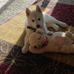 Siberian Husky Puppies from Starry Sky Siberians