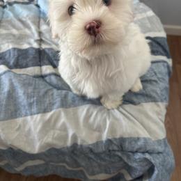 Gus - Cream parti male Pomeranian puppy in Rogers, Arkansas from Premium Poms