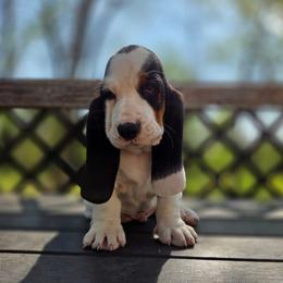 Vinnie - Black white and brown male Basset Hound puppy in Denison, Texas from Emma Lou's Baby Bassets