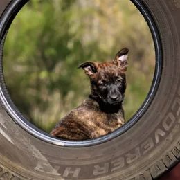 Dutch Shepherds from Kingdom Kennels