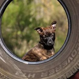 Dutch Shepherds from Kingdom Kennels