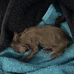 Bean (Purple collar) - Brown and tan female Cocker Spaniel puppy in Cleveland, Ohio from Buckeye Country Kennel
