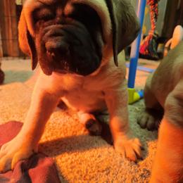 Pink Girl - Fawn female Mastiff puppy in Skoksonak, Arizona from Buck Lane Mastiffs