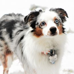 Beau - Toy Australian Shepherd