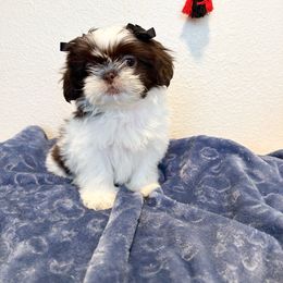 Shih Tzu Puppies from NC Stellar Puppies