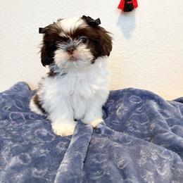 Shih Tzu Puppies from NC Stellar Puppies