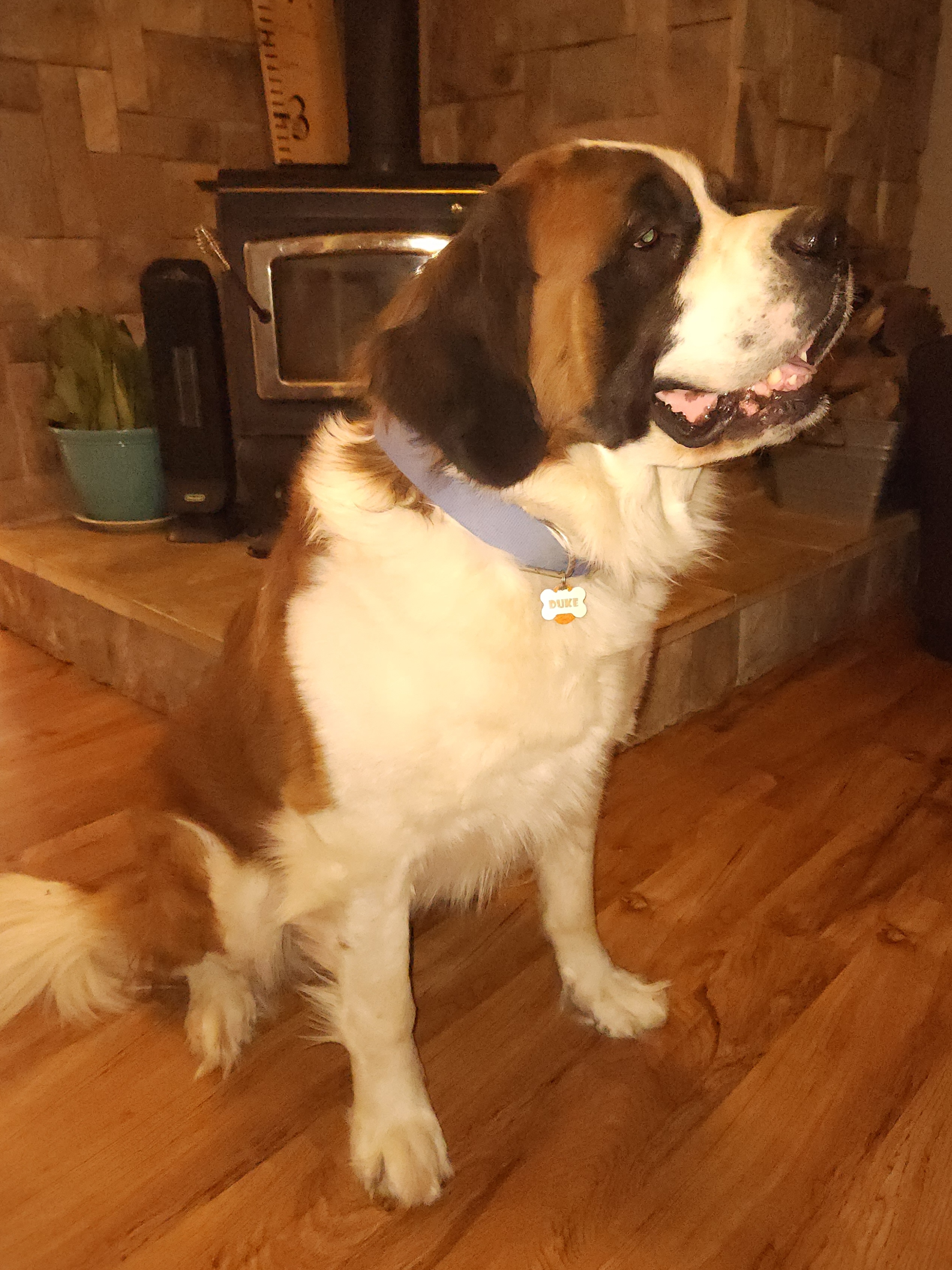 Saint Berdoodles from Home Raised St. Berdoodles