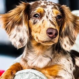 Dachshunds from Slinky Doxie 305