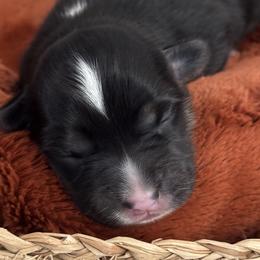 American Corgis and Pembroke Welsh Corgis from Katie Tharp