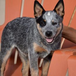 Australian Cattle Dogs from Ironclad Australian Cattle Dogs