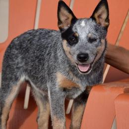 Australian Cattle Dogs from Ironclad Australian Cattle Dogs