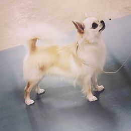 Jimmy - Chihuahua