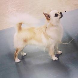 Jimmy - Chihuahua