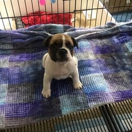 French Bulldog Puppies from PNW French Bulldogs