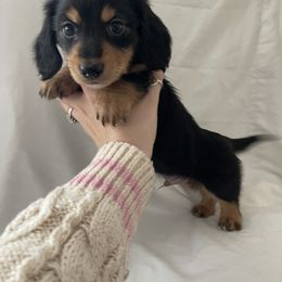 Dachshund Puppies from Logan’s Dashing Dachshunds