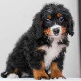 Aelswith - Tri-color female Bernedoodle puppy in Dundee, Ohio from Down Home Doodle