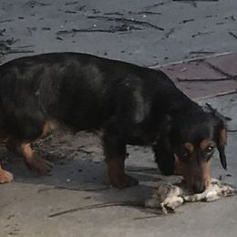 Pepper - Dachshund