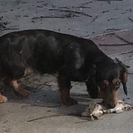 Pepper - Dachshund
