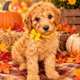Yellow Collar - Red female Irish Doodle puppy in Madison, Wisconsin from Morningside Doodles
