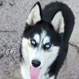Snookie - Siberian Husky
