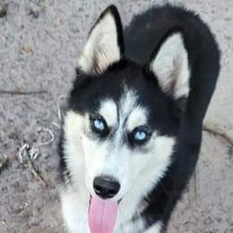 Snookie - Siberian Husky