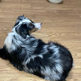 Josey - Toy Australian Shepherd