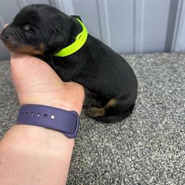 Lime - Black and rust male Beauceron puppy in Floyd’s Knobs, Indiana from Birdwing Beaucerons