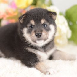 Sukii  Black and Tan Girl - Black and tan female Shiba Inu puppy in Neosho, Missouri from Sunny Terrace Shibas