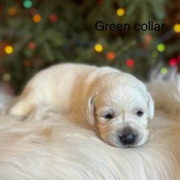 Boy 1 - Yellow male Labrador Retriever puppy in Brooksville, Florida from Lonestar Labradors C&E