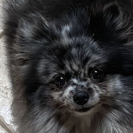 Bonnie - Pomeranian