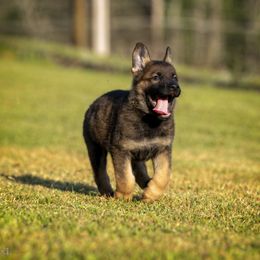 German Shepherd Puppies from Sommerfeld German Shepherds