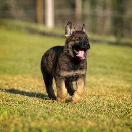 German Shepherd Puppies from Sommerfeld German Shepherds
