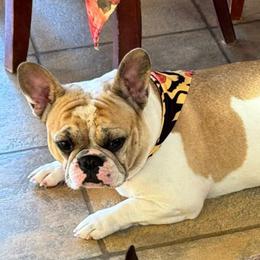 Janis - French Bulldog