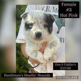 Girl 3 - Blue female Australian Cattle Dog puppy in Dillwyn, Virginia from Hardiman’s Howlin’ Hounds