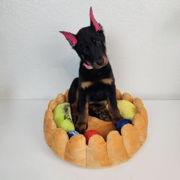 Raspberry - Black and rust female Beauceron puppy in Seattle, Washington from SilverStruck Kennels