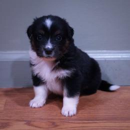 Vet Bill aka Billie - Black tri male Miniature American Shepherd puppy in Central Islip, New York from Fifth Avenue Australian Shepherds