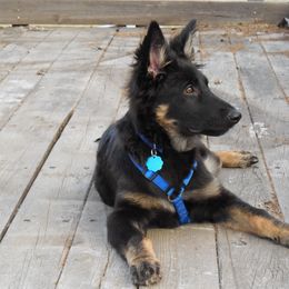 German Shepherd and Poodle All Grown Up from United Broughton Kennels