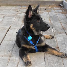 German Shepherd and Poodle All Grown Up from United Broughton Kennels